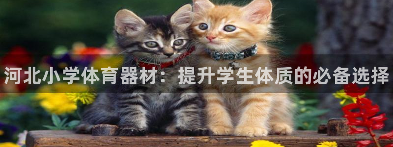 杏宇娱乐登录地址在哪里：河北小学体育器材：提升学生体质的必备